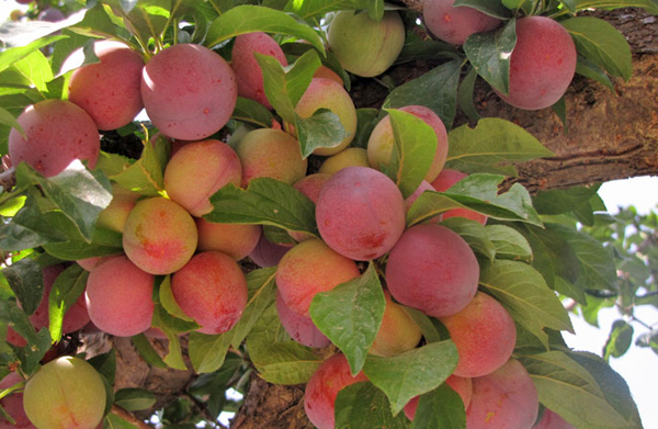 peaches in ramgarh orchards